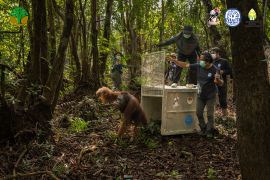 BKSDA-Kalbar evakuasi orangutan di Ketapang dari ancaman karhutla