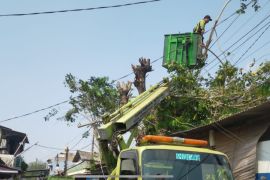 Jakut pangkas 5.157 pohon rawan tumbang antisipasi cuaca ekstrem