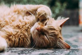 Cara Merawat Kucing Agar Tetap Sehat