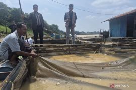 Puluhan ton ikan keramba mati diduga akibat Sungai Batanghari tercemar