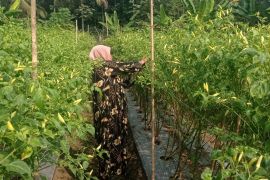 Musim kemarau, petani cabai di Lebak meraup keuntungan
