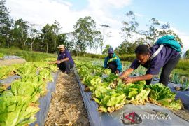 Pemprov Papua Pegunungan perkuat sektor pertanian guna wujudkan swasembada pangan