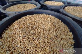 Harga kedelai impor di Kudus alami penurunan meski nilai tukar rupiah tinggi