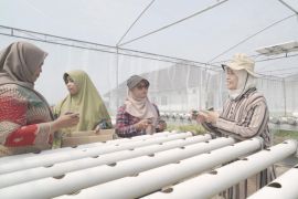 Tim Dosen UMS kembangkan pertanian terpadu berbasis greenhouse hidroponik tenaga surya untuk kemandirian pangan KWT di Sukoharjo