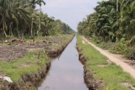 Program peremajaan kelapa di Riau sudah tahap penanaman mencapai 2.143 hektare