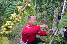 Disbun Lampung perkuat pengawasan peredaran benih guna tingkatkan produksi
