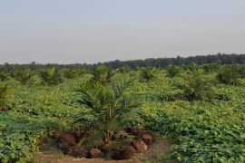 Disbun Lampung sebut penangkar benih tersertifikasi upaya lindungi petani