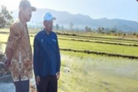 BBRMP Maluku kawal teknologi PM-AAS di 44 hektare sawah Seram