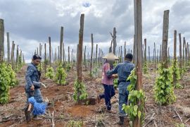 Indonesia arrests three over illegal farming in South Sulawesi forest