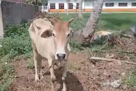 Polres Simalungun ringkus pelaku pencurian sapi di Ujung Padang