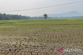 DKPP berhasil pulihkan 17 hektar lahan di Serang dari kekeringan