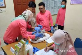 Pemkab Bangka Tengah kendalikan populasi kucing melalui kastrasi