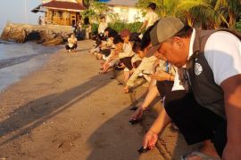 Taman Nasional Bunaken lepas liar 81 ekor tukik jenis penyu hijau