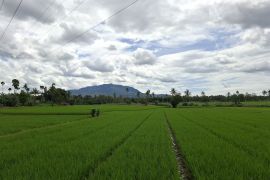 Luas tambah tanam Lampung hingga Juli capai 439.660 Ha