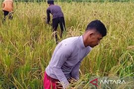 Petani di Jambi sulap lahan tidur menjadi sawah dukung ketahan pangan