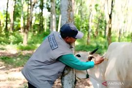 Sebanyak 13 ribu ekor sapi di Sulteng terima vaksin penyakit mulut dan kuku