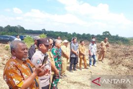DKPP Belitung: Peremajaan kebun sawit rakyat tingkatkan produktivitas