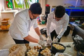 KKP menangani 1.286 telur penyu di Sambas, hanya 96 layak ditetaskan