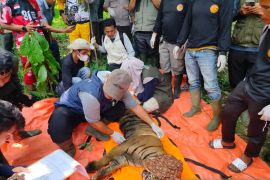 Harimau masuk kandang jebak BKSDA Sumbar di Agam diberi nama Sari Palita