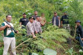 Respon cepat Polres Langkat ungkap ladang ganja di Kuala, 11 batang diamankan