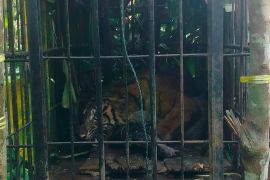 Harimau sumatra masuk kandang jebak BKSDA Sumbar usai makan kambing milik warga
