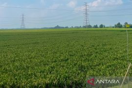 Pemkab Majalengka mengoptimalkan irigasi guna jaga produksi pertanian