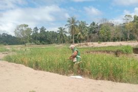 Di Tapsel sawah hancur diterjang banjir, Yanti kini berjuang hidupi lima anak
