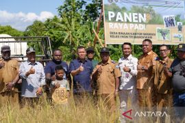Desa binaan Imigrasi di Manokwari lakukan panen padi perdana