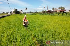 Distankan Rejang Lebong antisipasi dampak kekeringan lahan pertanian