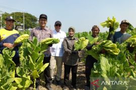 Bupati Bojonegoro dorong kenaikan harga jual tembakau rajangan kering
