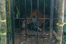 Harimau sumatra masuk kandang jebak BKSDA Sumbar usai makan ternak