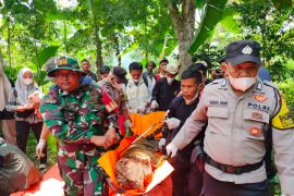 BKSDA Sumbar evakuasi harimau masuk kandang jebak di Agam (Video)