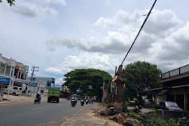 Cegah korban jiwa, DLH Aceh Besar gerak cepat tebang pohon rawan tumbang