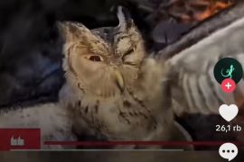 Polisi mengamankan tiga pria terkait pembakaran burung hantu di NTT
