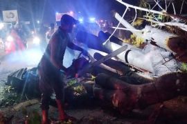 Pohon tumbang menelan tujuh korban di Pidie