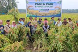 Panen padi Biofortifikasi di Sergai: Dari sawah untuk perangi stunting dan perkuat ketahanan pangan