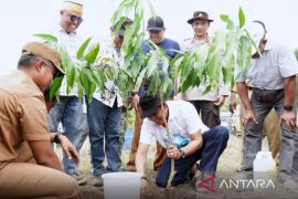Sumbawa tanam pohon di lahan kering Labuhan Kuris