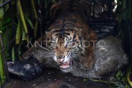 Harimau Sumatra masuk kandang jebak di Agam