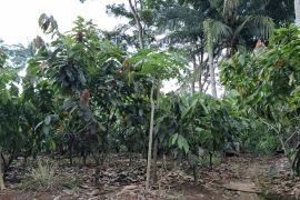 Disbun Lampung catat produksi kakao capai 49.109 ton