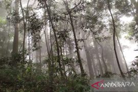 Aceh terima dana hibah Rp27 miliar untuk perkuat tata kelola hutan