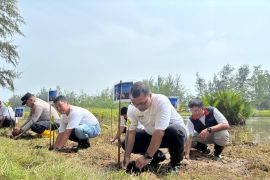 InJourney Tanam 10 Ribu Mangrove di Pantai Tiram, Perkuat Ekosistem dan Pariwisata Padang Pariaman
