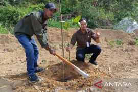 DLH Pangkalpinang intensifkan pelestarian pohon endemik cegah punah