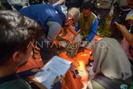 Evakuasi Harimau Sumatra di Agam