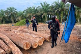 Polda Riau telusuri aliran uang perdagangan kayu ilegal di Kampar melalui TPPU