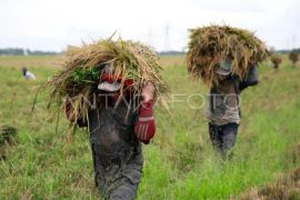 Bulog Sumut serap 37.864 ton gabah dari petani perkuat cadangan pangan