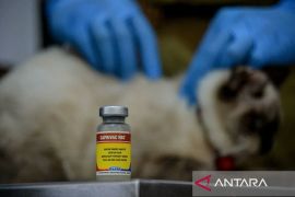 Pusat kirim 3.000 dosis vaksin rabies di Dompu