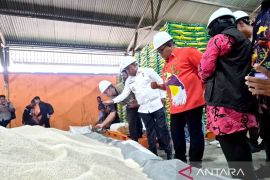 Pemkab Manokwari pastikan mutu beras bantuan pangan layak salur