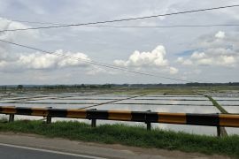BRMP Lampung sebut empat daerah miliki lahan rawa sangga produksi saat kemarau