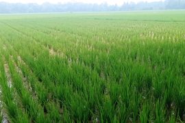 Petani Lebak manfaatkan air permukaan untuk aliri sawah saat kemarau