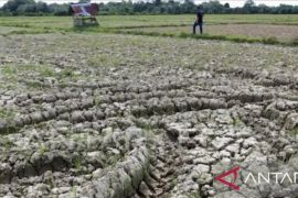 Bupati Karawang koordinasikan dampak kemarau terhadap sektor pertanian